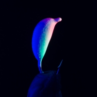 Color 315P (UV)