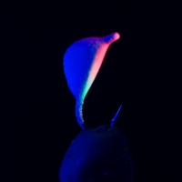 Color 315P (UV)